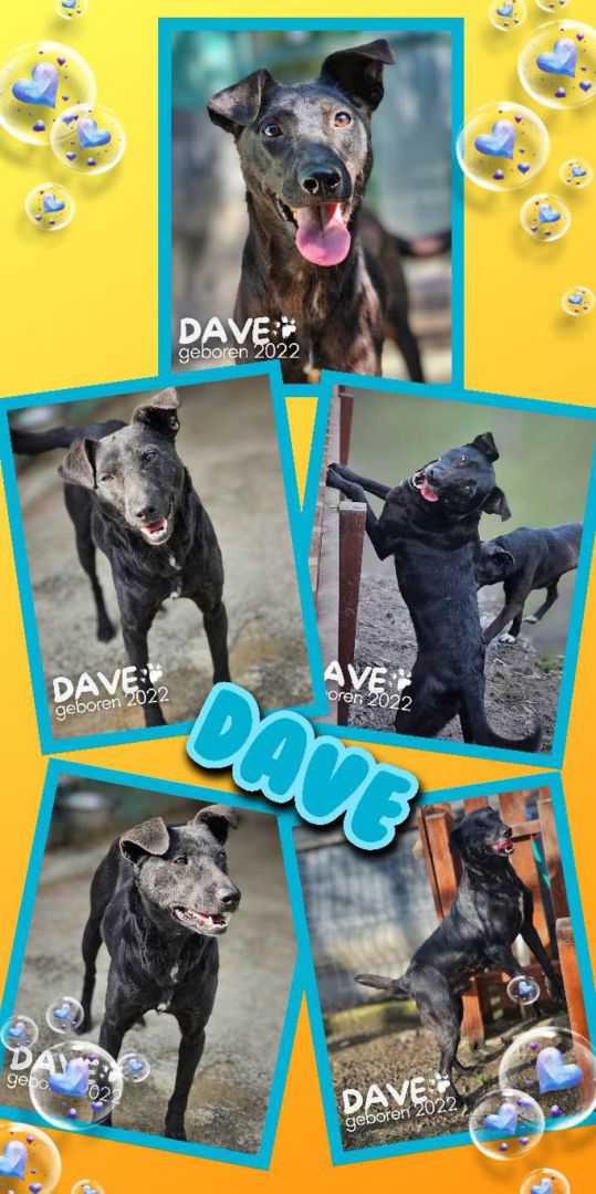 Dave, Mischling, Aufenthalt in Rumänien