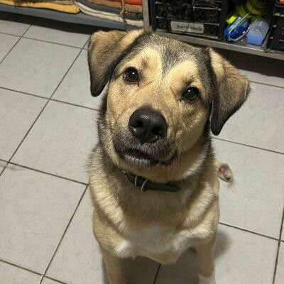 Romeo, Mischling, Aufenthalt in Rumänien, Cluj Rumänien
