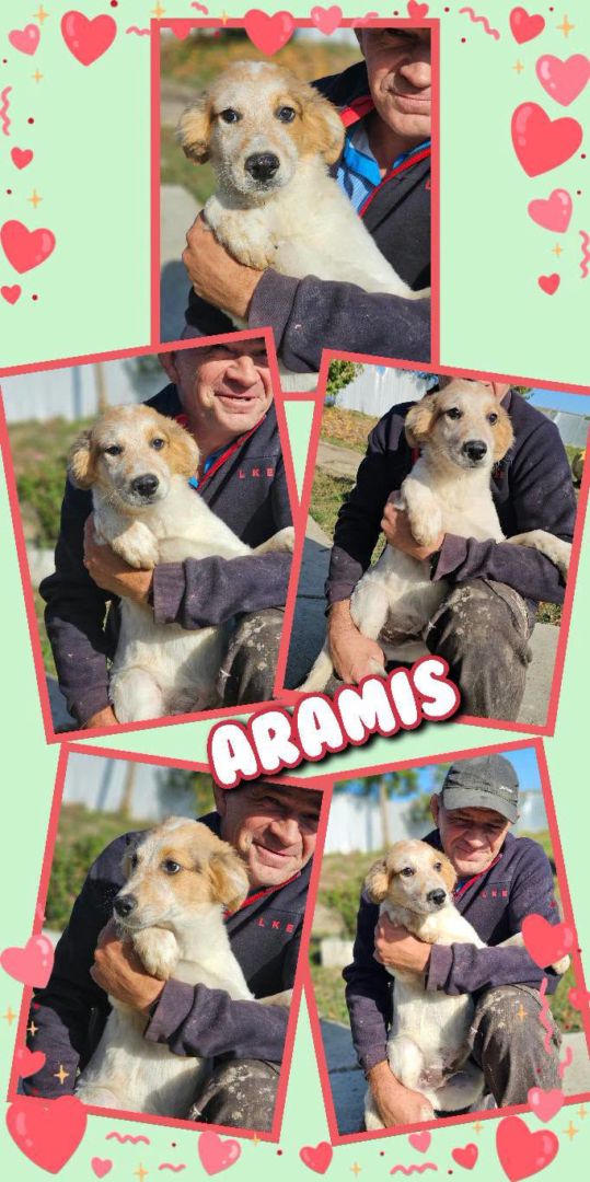 Aramis, Mischling, Aufenthalt in Rumänien