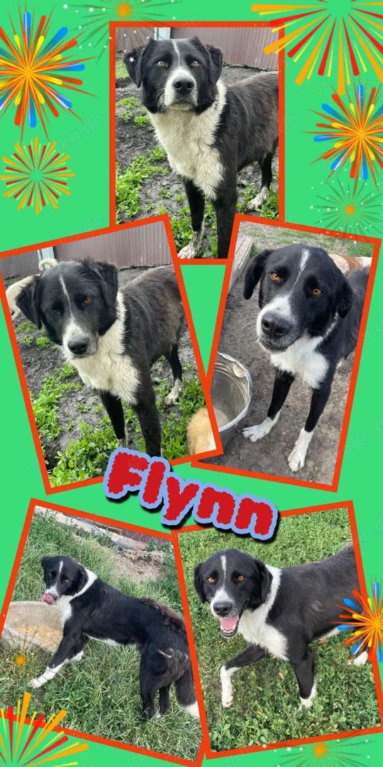 Flynn, Mischling, Aufenthalt in Rumänien
