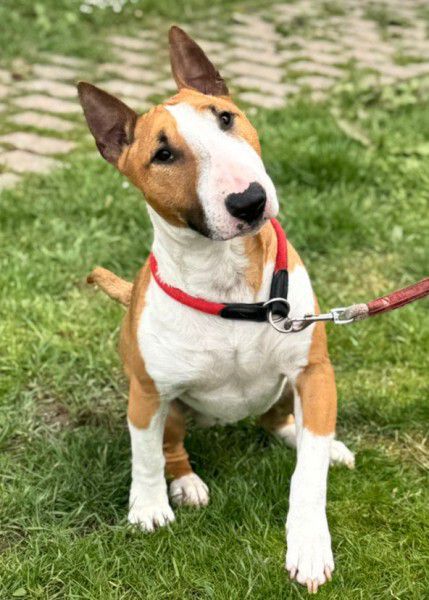 Moe, Standard Bullterrier, Stuttgart