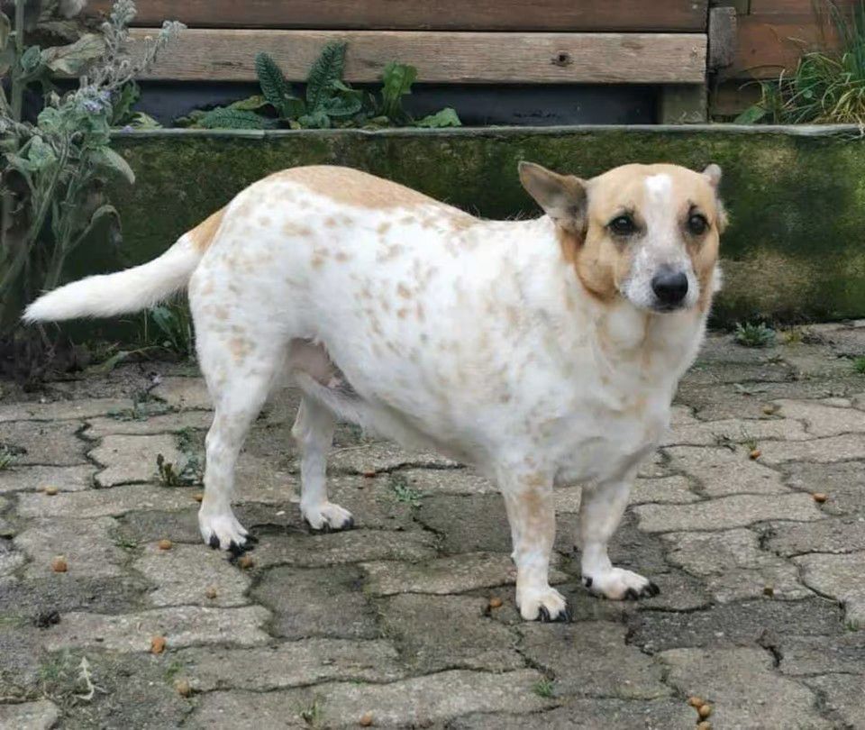 Jenny, Mischling, Burgsinn