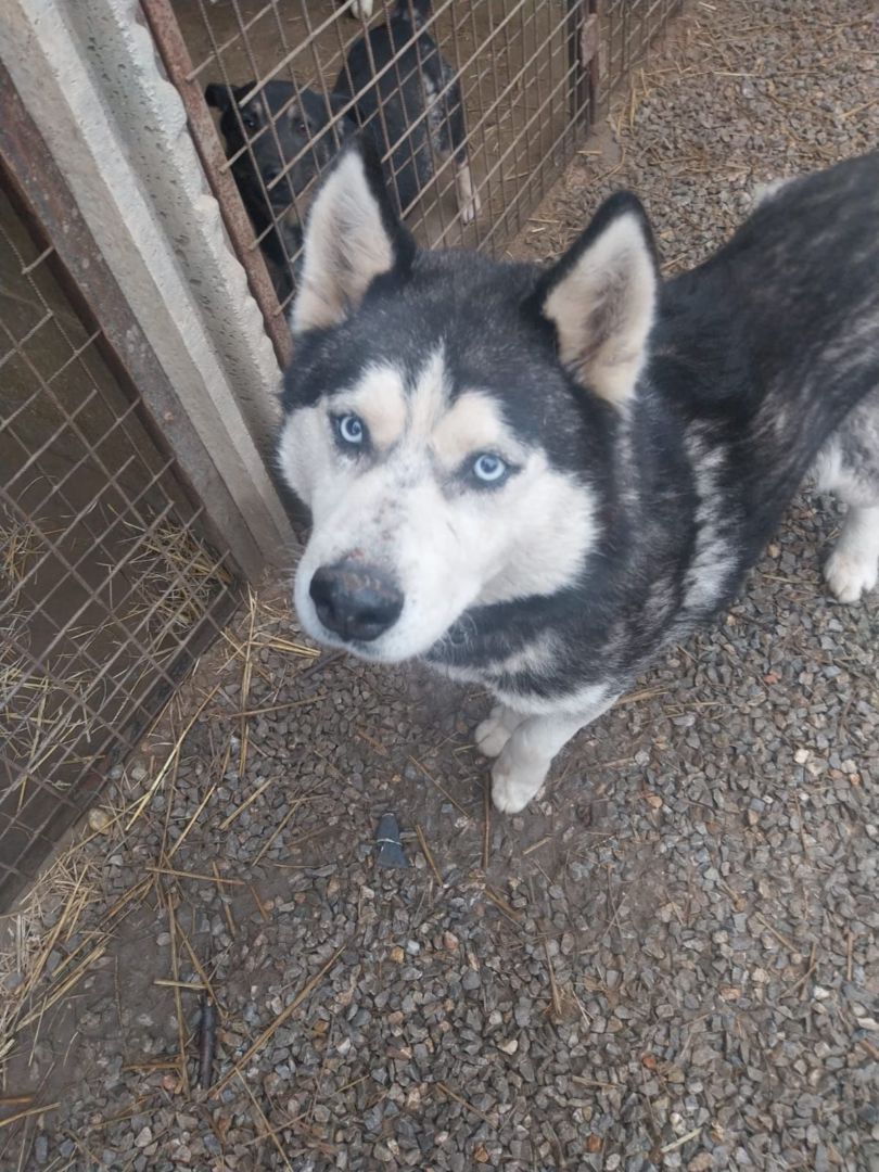 Hatchiko, Husky, Pflegestelle in Slowakei, Hurbanovo