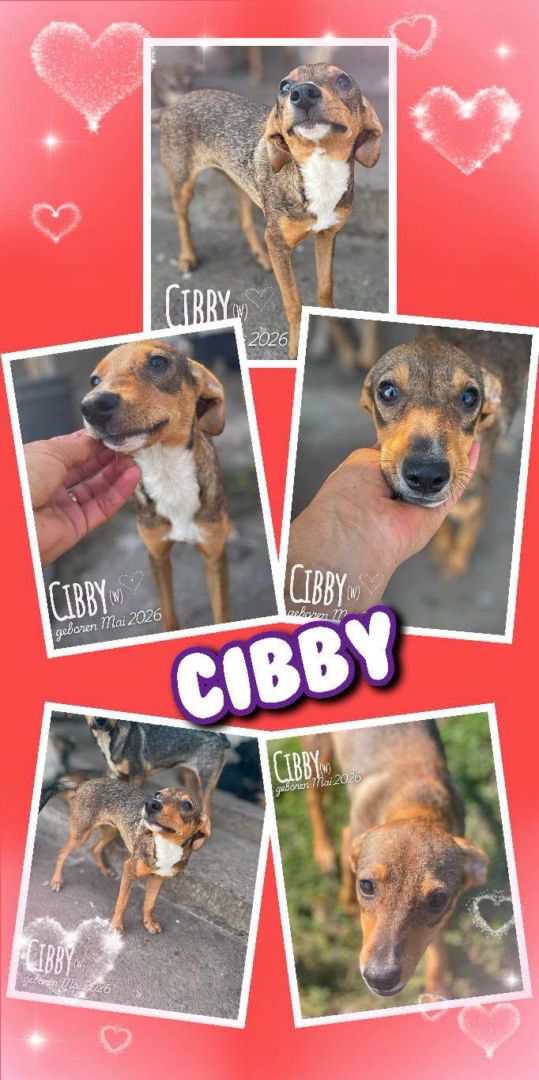 Cibby, Mischling, Aufenthalt in Rumänien, Botoșani