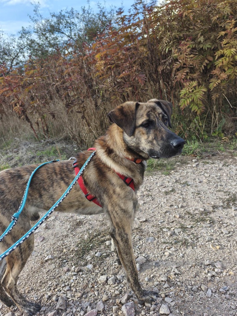 Hübscher Kato sucht seine Familie, Mischling, Dittelbrunn