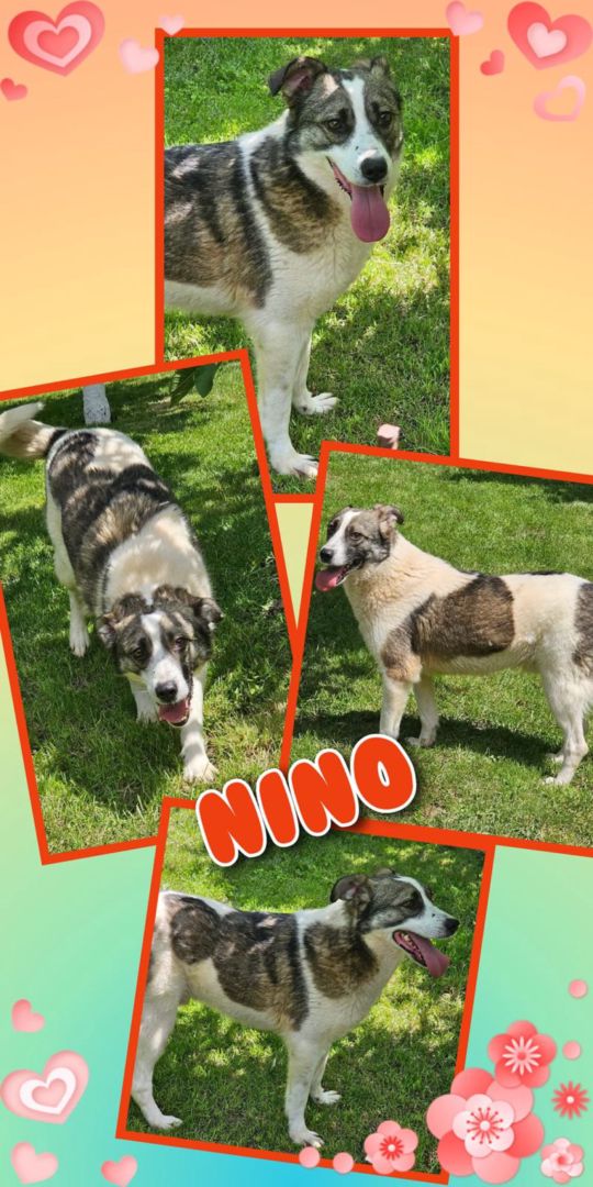 Nino, Mischling, Aufenthalt in Rumänien
