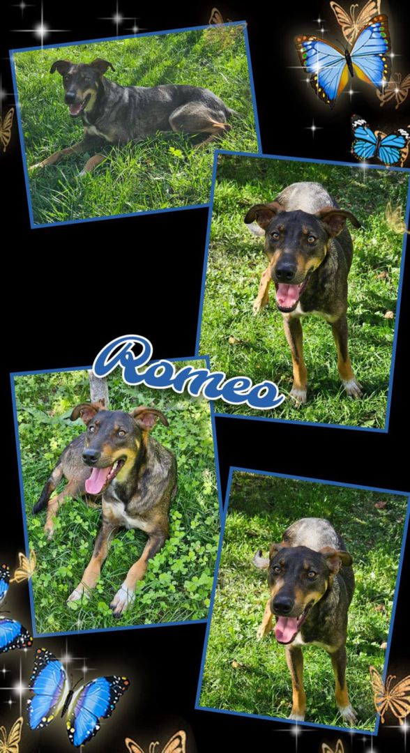 Romeo, Mischling, Aufenthalt in Rumänien