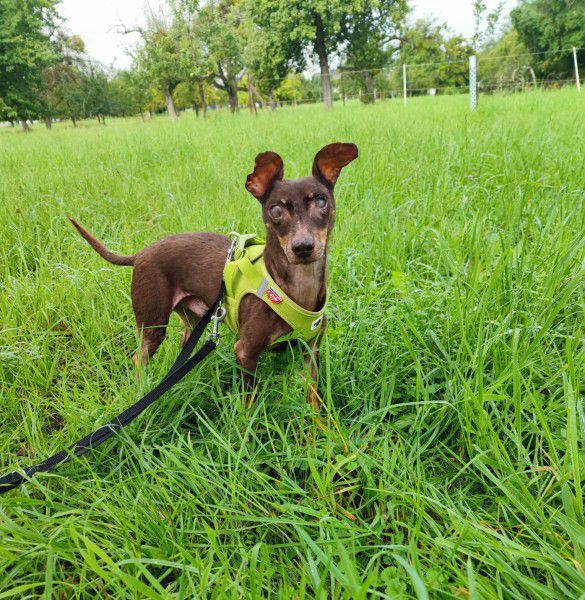 Benny, Dackel-Terrier-Mix, Stuttgart