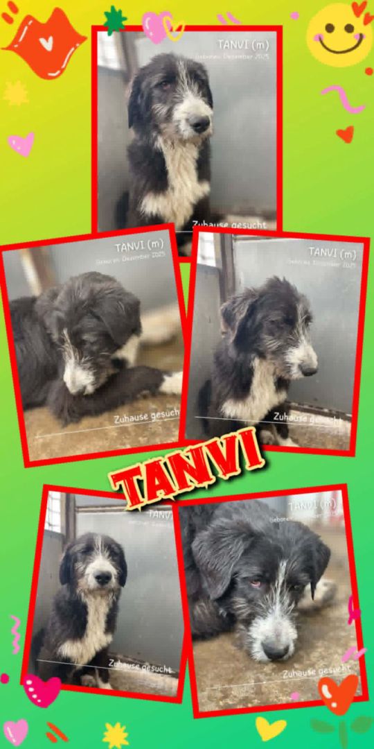 Tanvi, Mischling, Aufenthalt in Rumänien, Botoșani