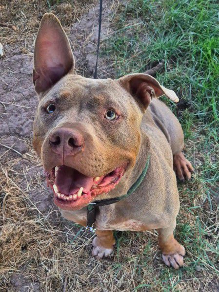 Nala, American Staffordshire - Mix, Stuttgart