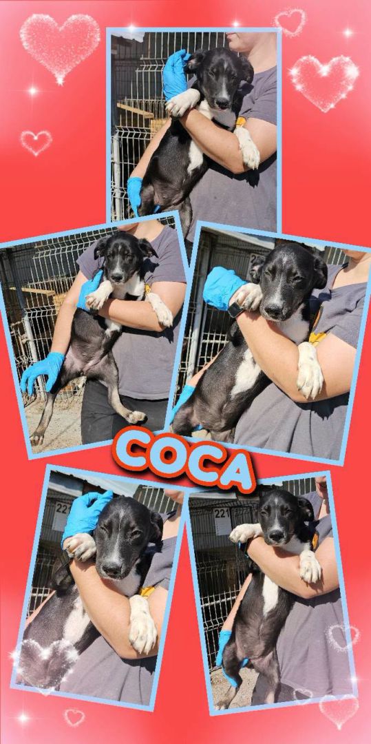 Coca, Welpe-Mischling, Aufenthalt in Rumänien, Botosani
