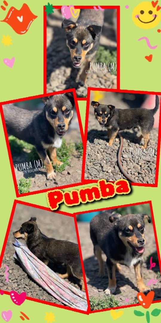 Pumba, Mischling, Aufenthalt in Rumänien, Botoșani