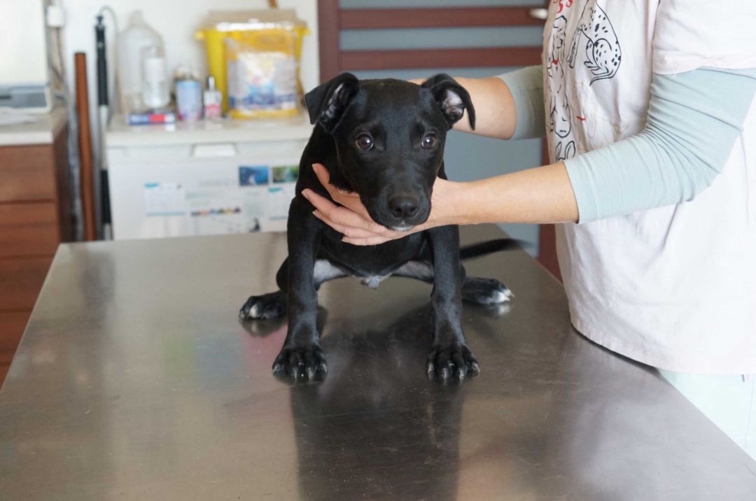 Snoopy, Mischling, Pflegestelle in Slowakei, Hurbanovo