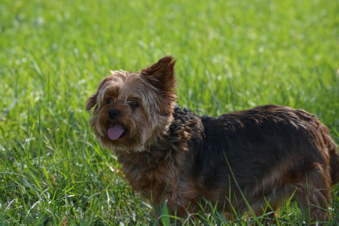 Sandra, Yorkshire Terrier, Pflegestelle in Slowakei, Trencin