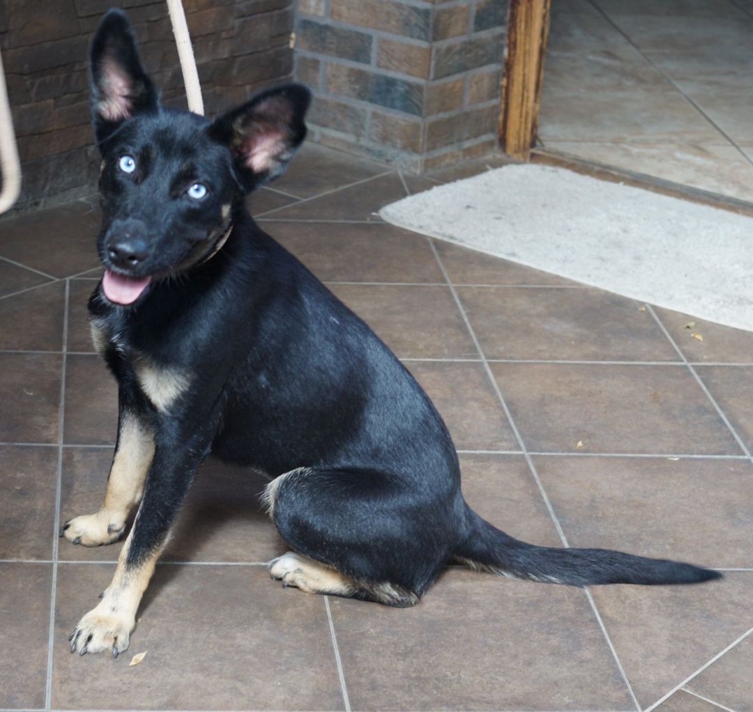 Hanna, Schäferhund-Mischling, Pflegestelle in Slowakei, Hurbanovo