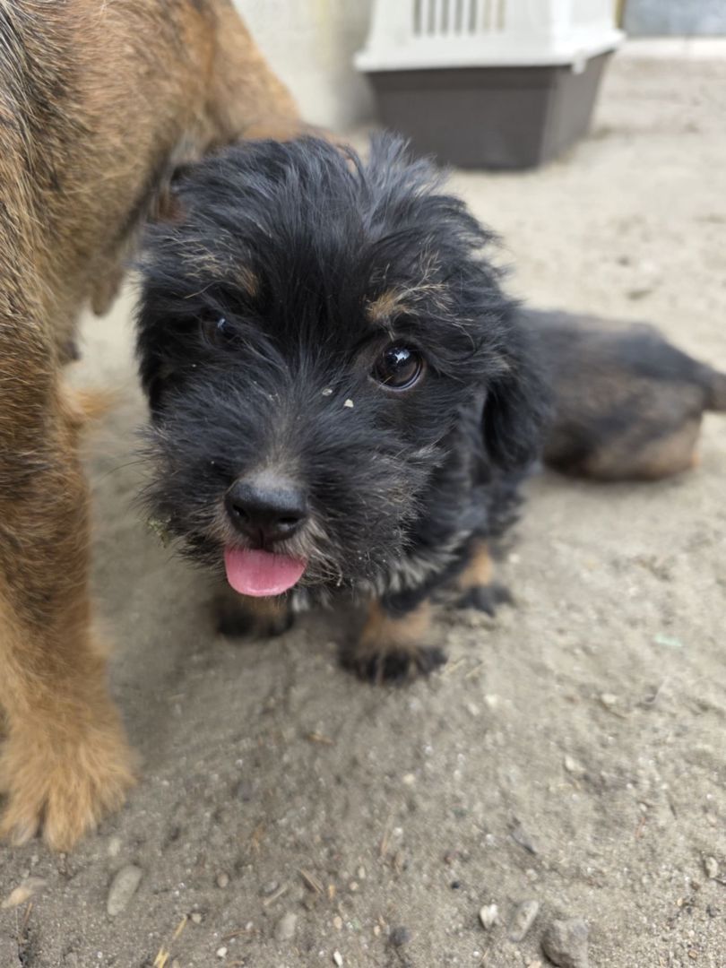 Alma , Dackel Mix, Ungarn 