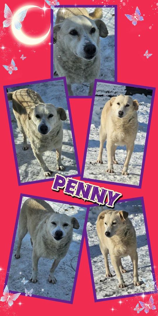 Penny, Mischling, Aufenthalt in Rumänien, Botoșani