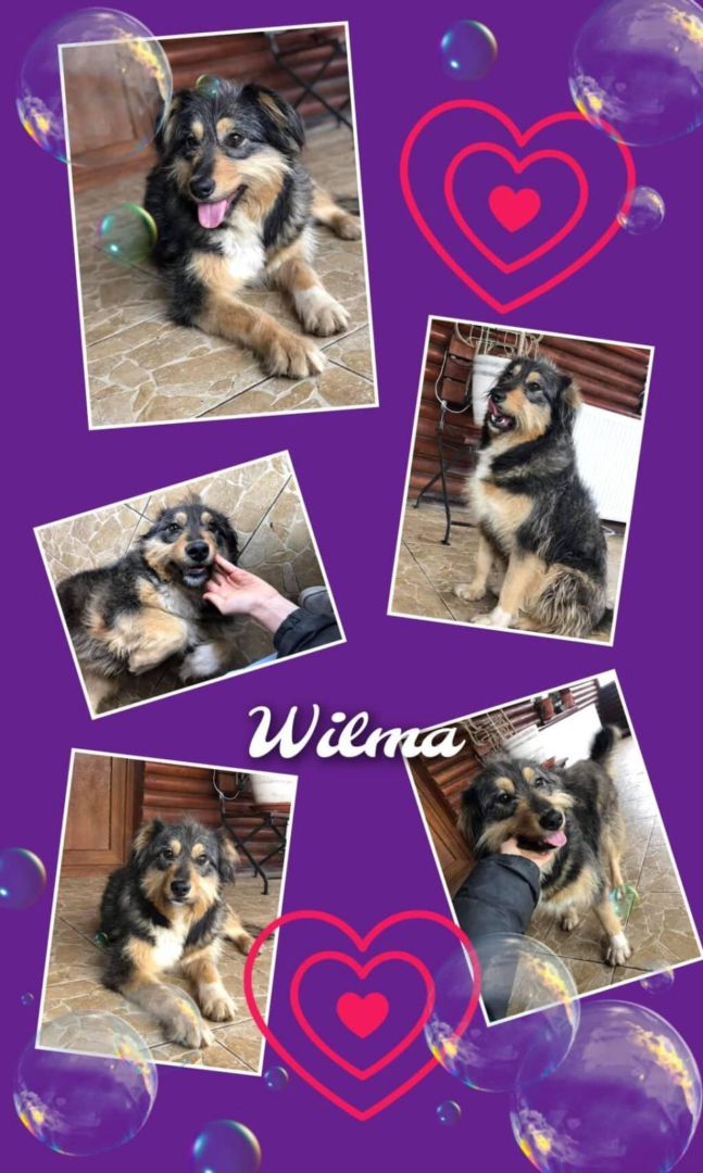 Wilma, Mischling, Aufenthalt in Rumänien