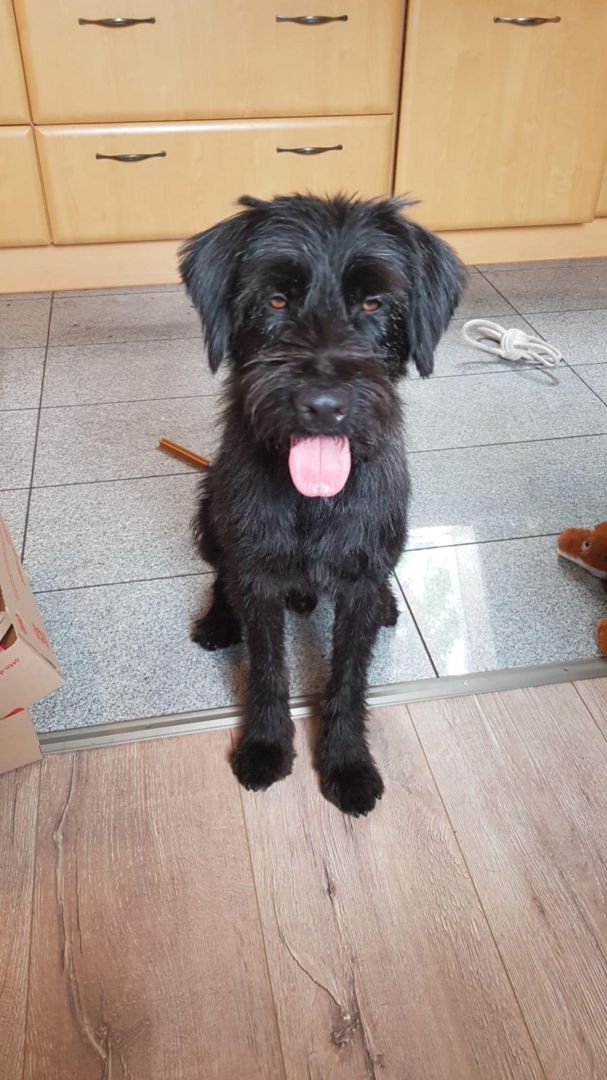 Charly, Schnauzer-Mix, Pegnitz