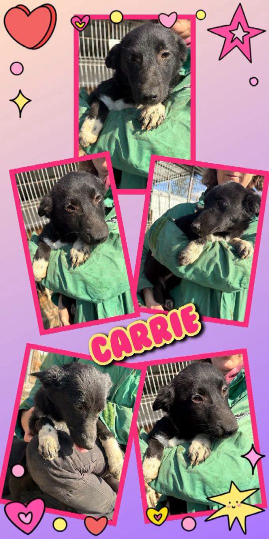 Carrie, Mischling, Aufenthalt in Rumänien, Botosani