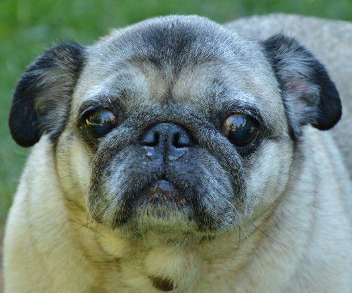 Bella, Mops, Stuttgart