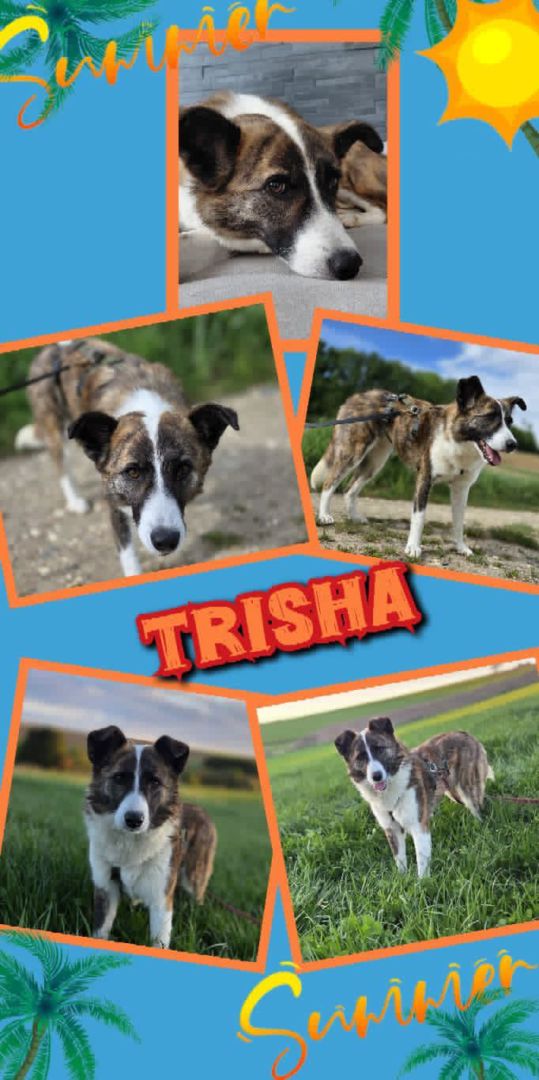 Trisha, Mischling, Aufenthalt in Deutschland, Zusamaltheim