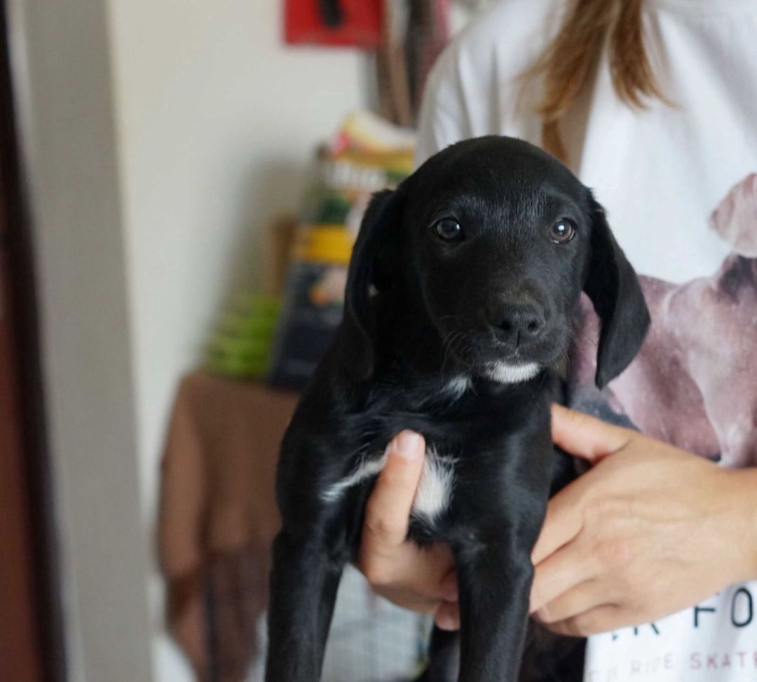 Ringo, Mischling, Burgsinn
