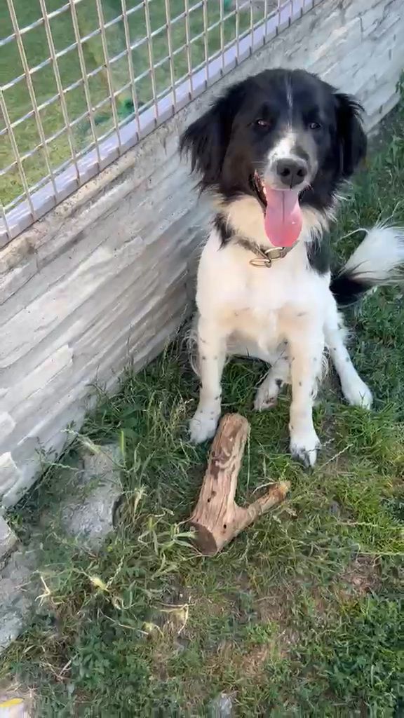 Frederick, Border-Collie-Mischling, Burgsinn