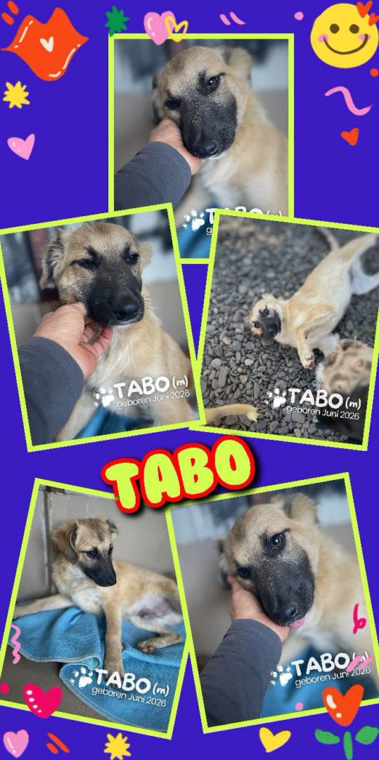 Tabo, Mischling, Aufenthalt in Rumänien, Rumänien-Botosani