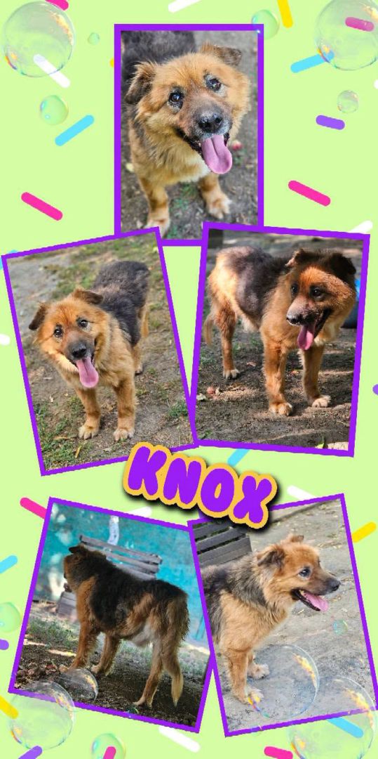 Knox, Mischling, Aufenthalt in Rumänien