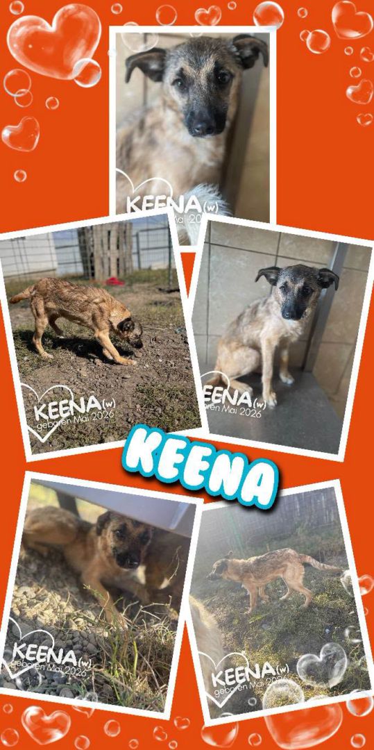 Keena, Mischling, Aufenthalt in Rumänien, Botoșani