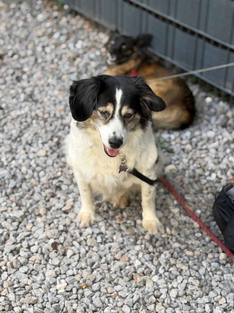 Lola, Mischling, Aufenthalt in Deutschland, Hagen