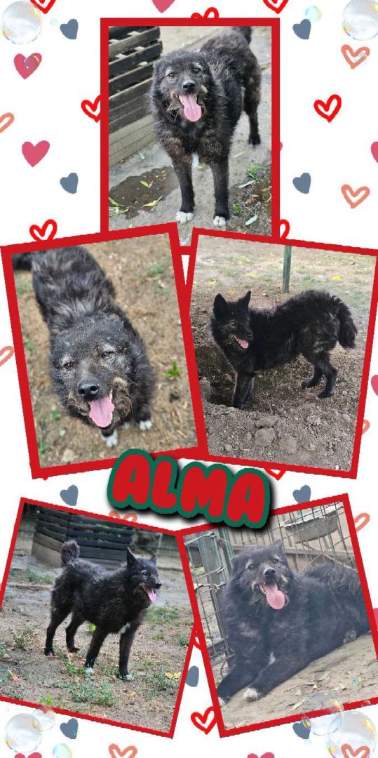 Alma, Mischling, Aufenthalt in Rumänien, Constanța