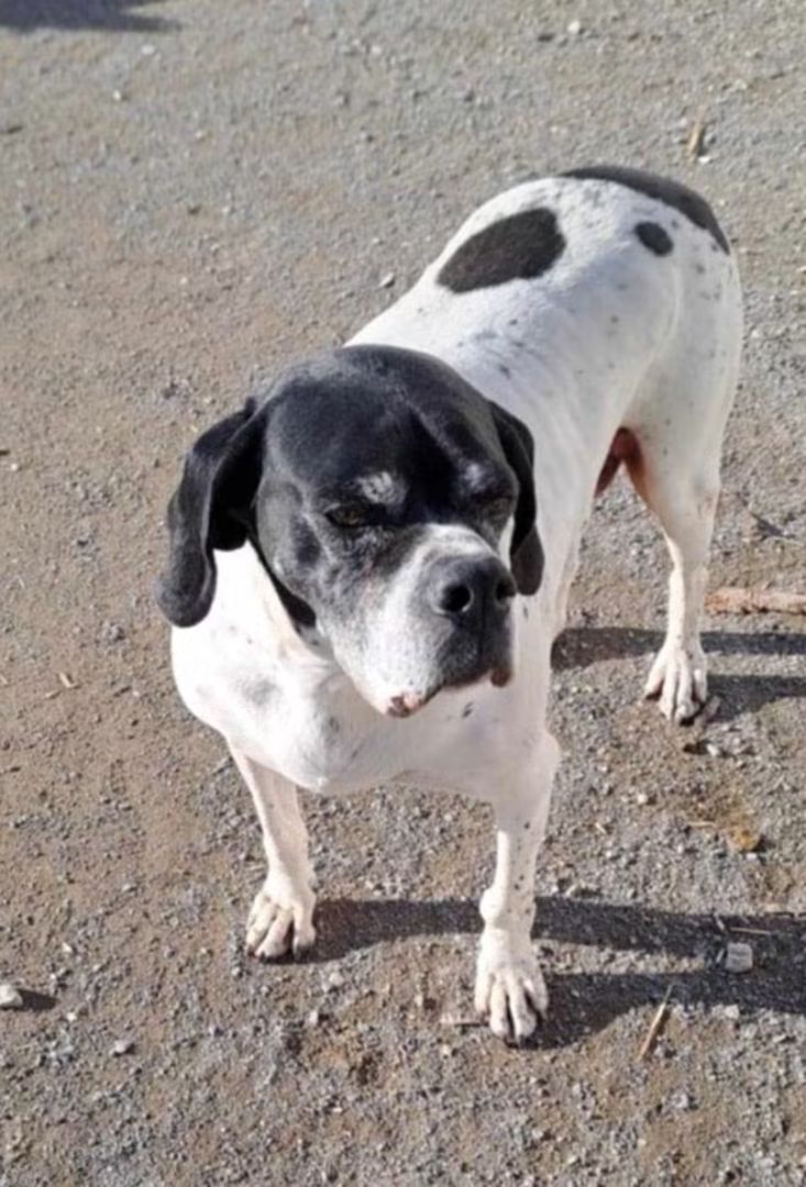 Big Bella, Pointer-Mischling, Pflegestelle in Rumänien