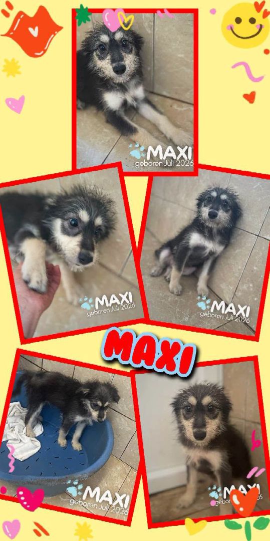 Maxi, Mischling, Aufenthalt in Rumänien, Botosani