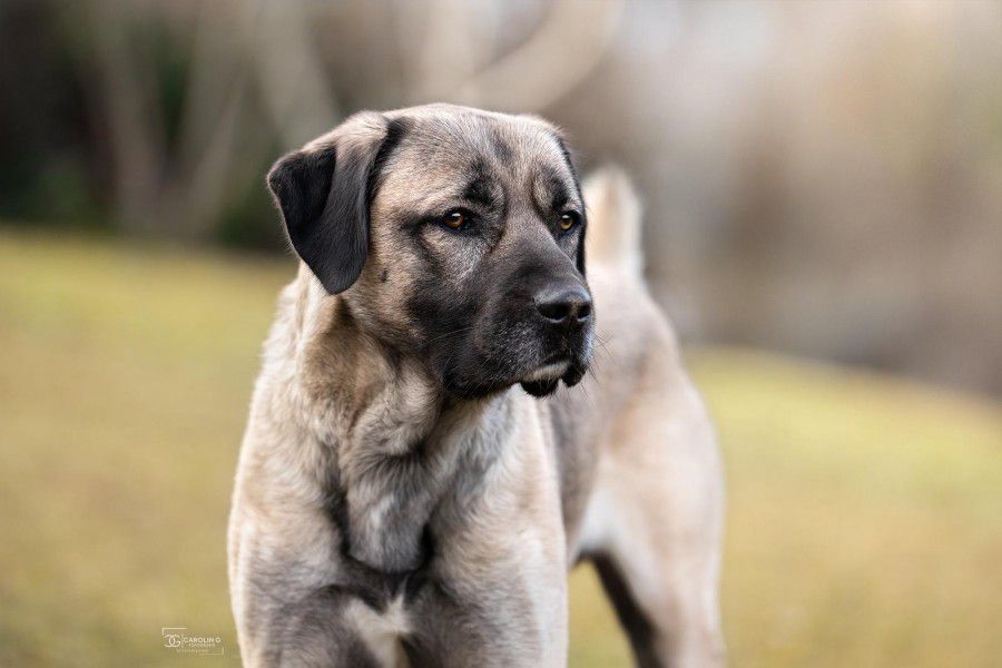 Aslan, Kangal, Stuttgart