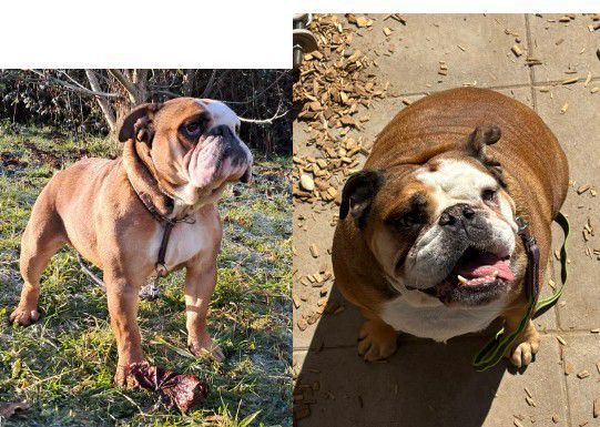 Bowi, Englische Bulldogge, Stuttgart