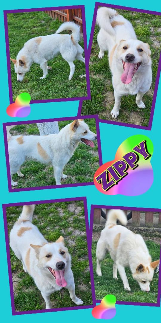 Zippy, Mischling, Aufenthalt in Rumänien