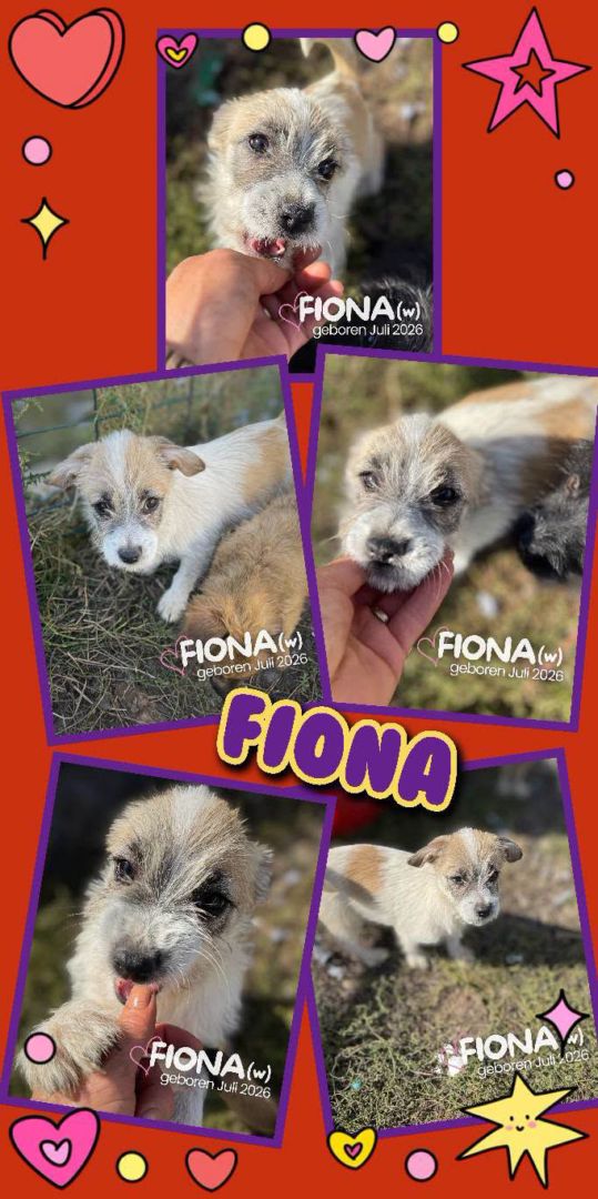 Fiona, Mischling, Aufenthalt in Rumänien, Botoșani