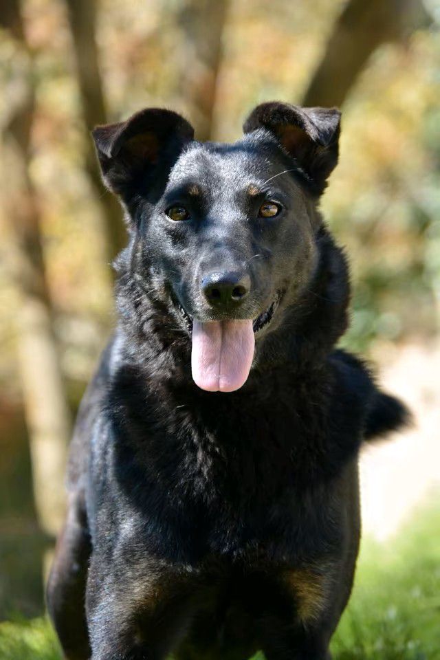 Mikulas, Schäferhund-Mischling, Burgsinn