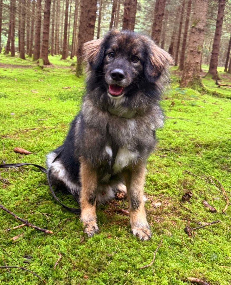 Brezel, Herdenschutzhund-Mischling, Kitzingen