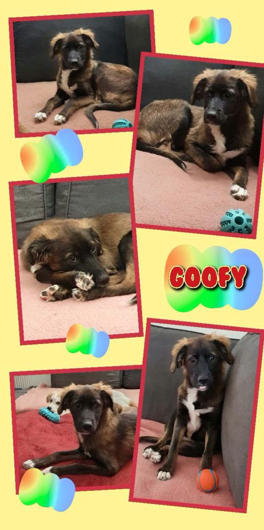 Goofy, Mischling, Aufenthalt in Deutschland, 92348 Berg