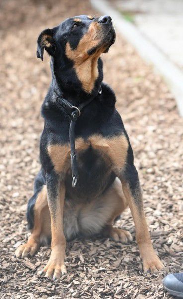 Nia, Rottweiler-Mix, Stuttgart