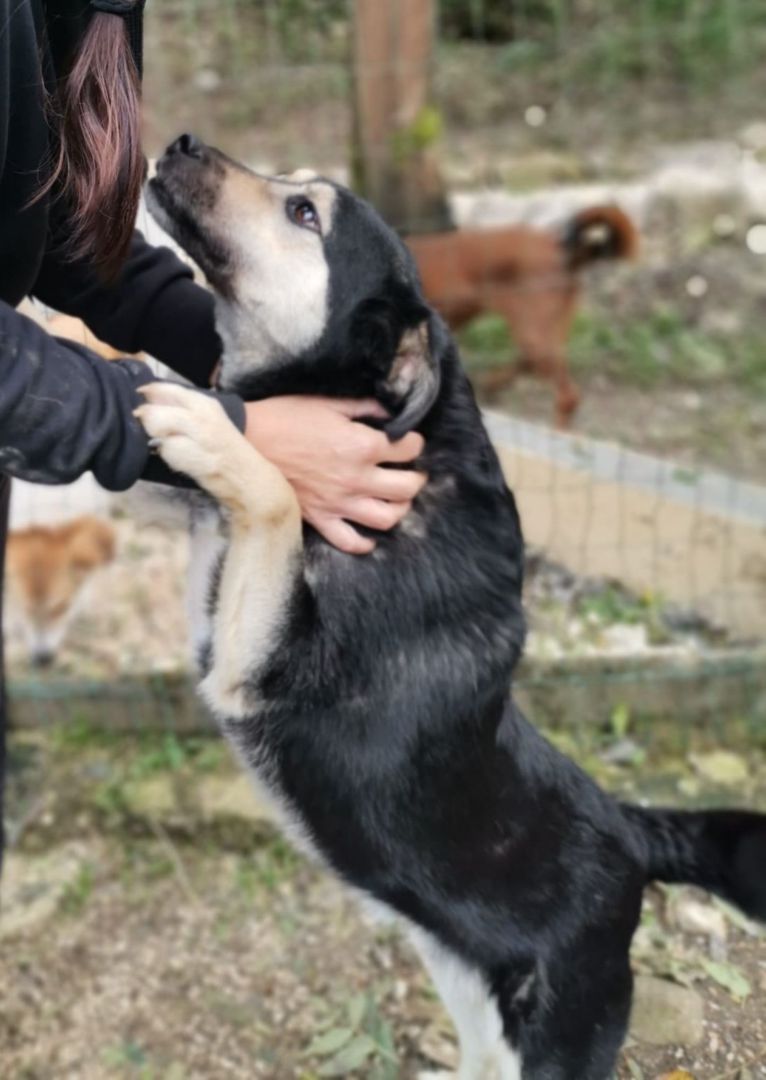 Ziggy, Mischling, Aufenthalt in Deutschland, Wiesau