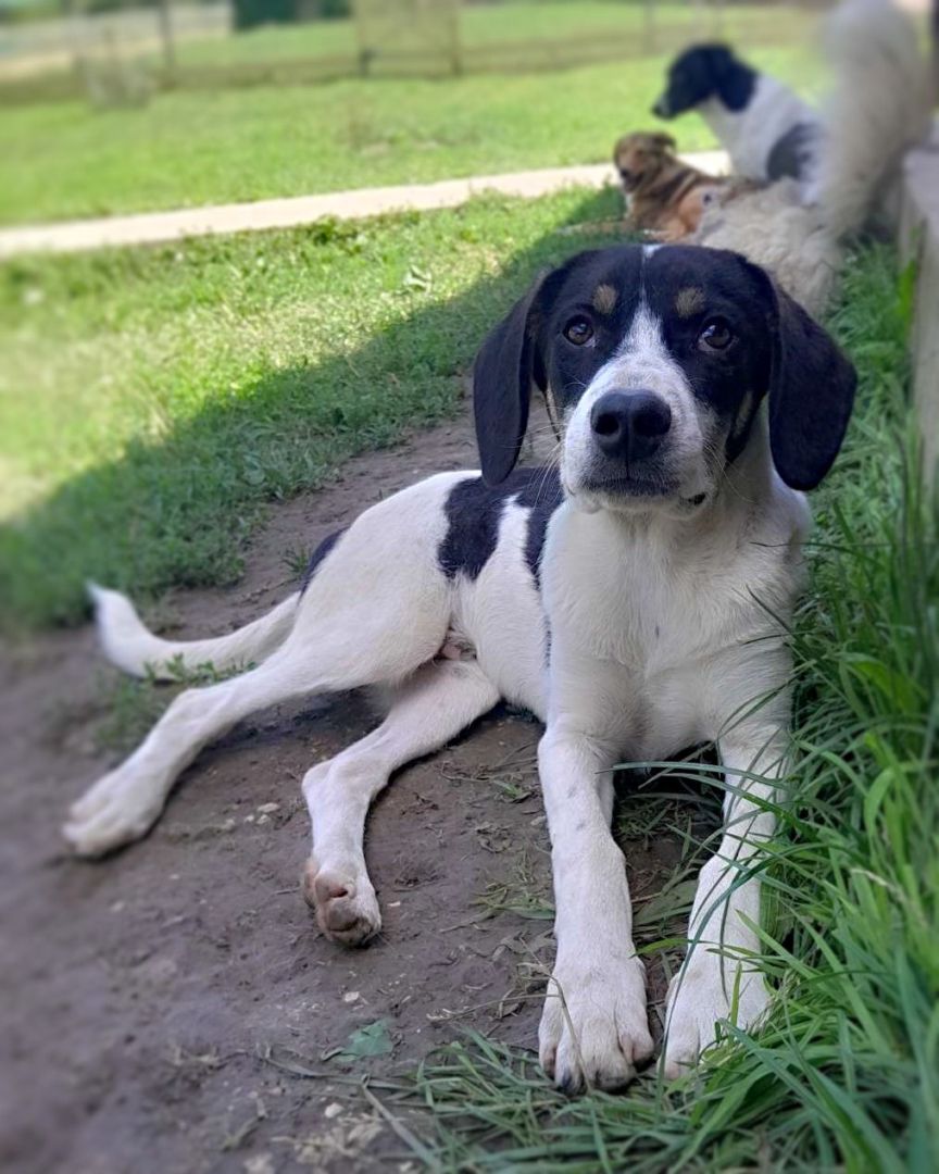 Smokey, Mischling, Pflegestelle in Bosnien und Herzegowina, Sanski Most