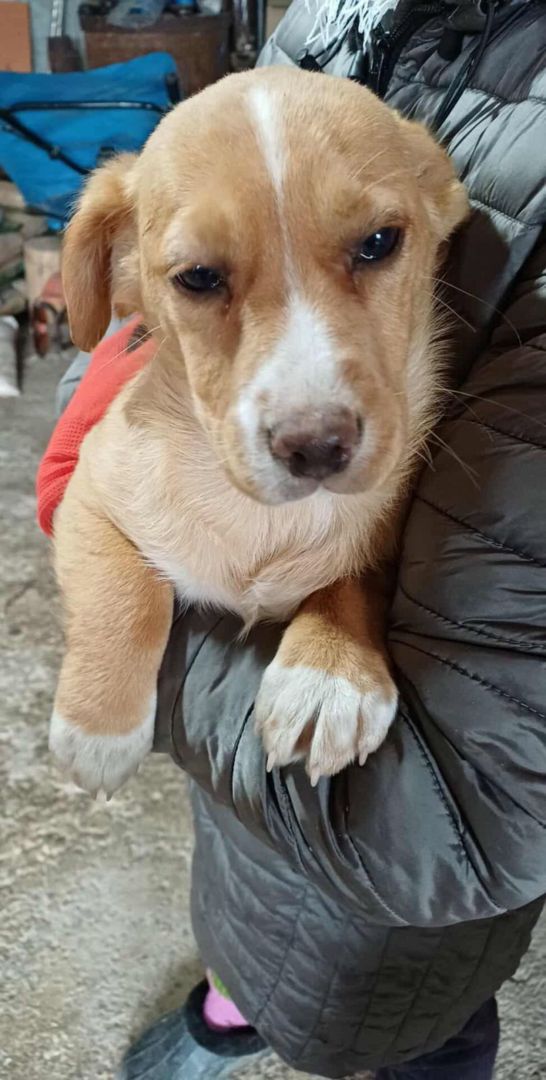 Brutus, Mischling-Mischling, Köln