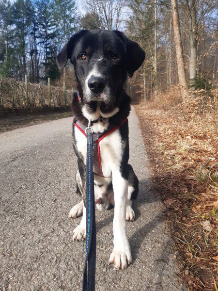 Buddy, Herdenschutzhund-Mix, Stuttgart