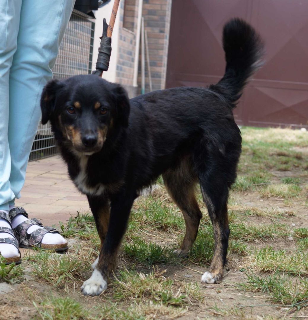 Zoli, Mischling, Pflegestelle in Slowakei, Hurbanovo