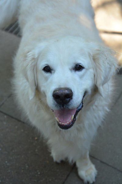 Volky, Golden Retriever, Stuttgart