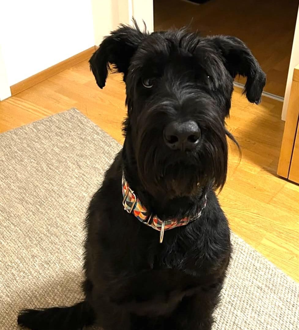 Muná, Riesenschnauzer, Pegnitz